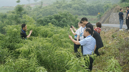 重慶秀山 黃精變“黃金”，電子產品銷售助力民富鄉(xiāng)村興